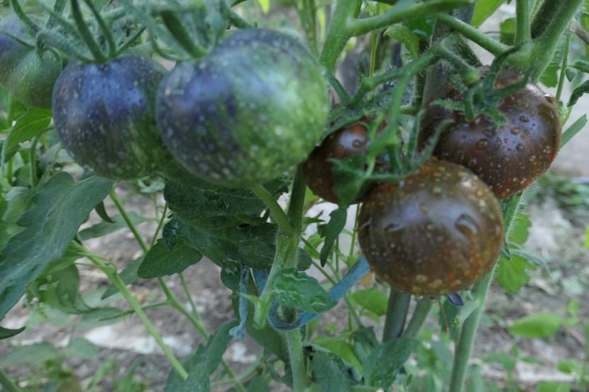 COSMIC ECLIPSE (29) - COSMIC ECLIPSE