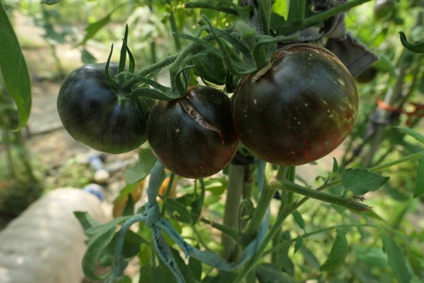 COSMIC ECLIPSE (38) - COSMIC ECLIPSE