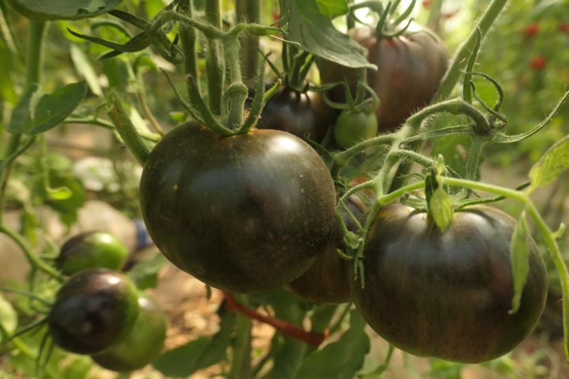 COSMIC ECLIPSE (44) - COSMIC ECLIPSE