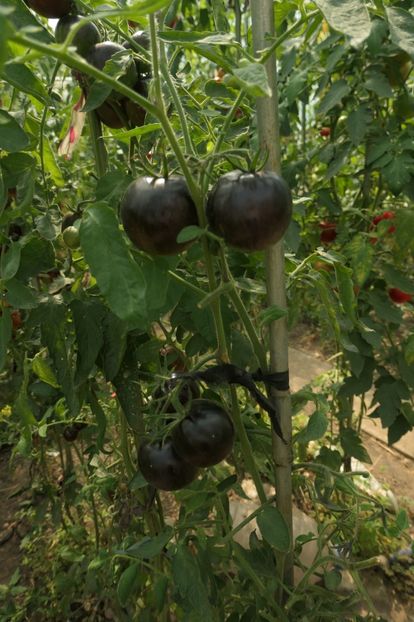 COSMIC ECLIPSE (52) - COSMIC ECLIPSE