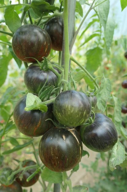 COSMIC ECLIPSE (56) - COSMIC ECLIPSE