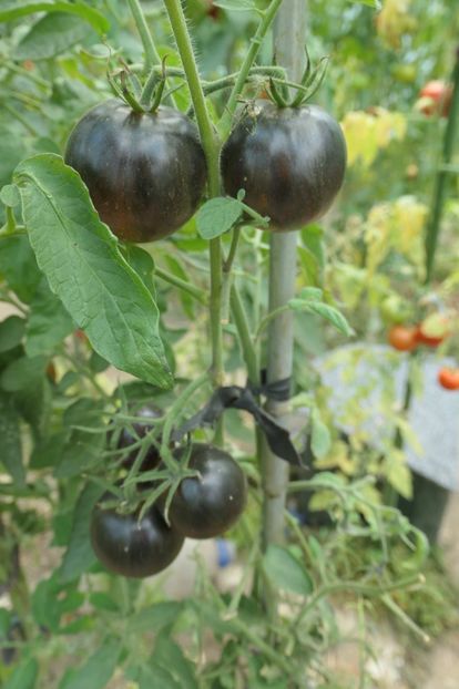 COSMIC ECLIPSE (58) - COSMIC ECLIPSE