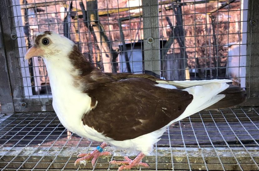 femelă  2019 - Plecați ALBUM 2