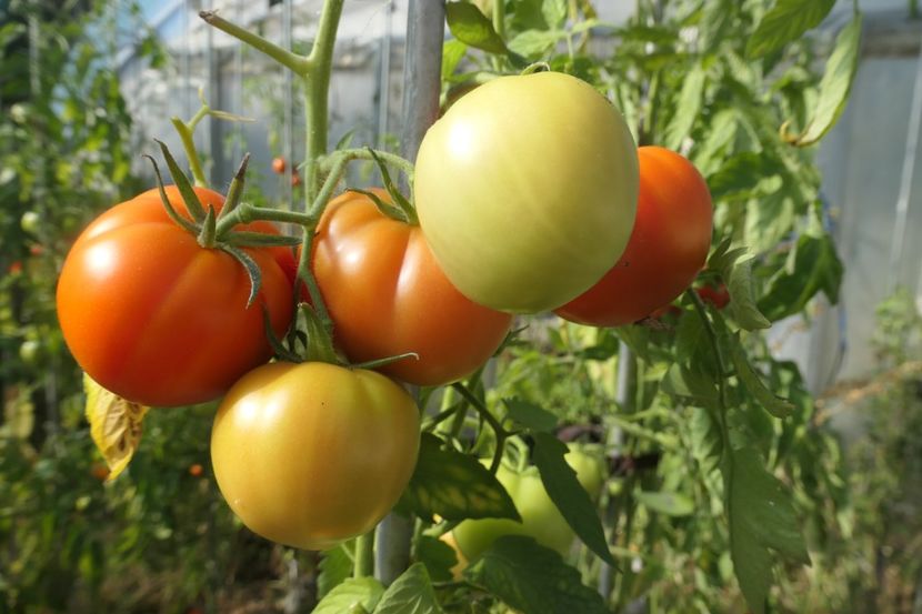 COUNTRY TASTE F1 (48) - COUNTRY TASTE F1