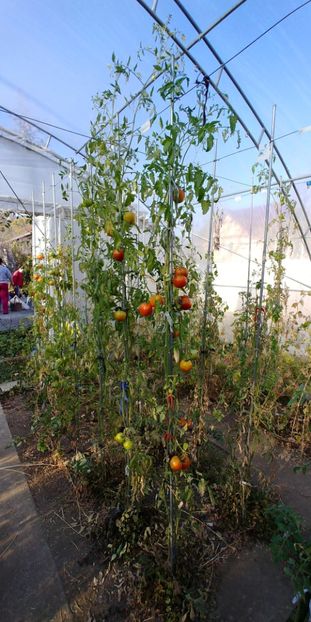 COUNTRY TASTE F1 NOIEMBRIE - COUNTRY TASTE F1