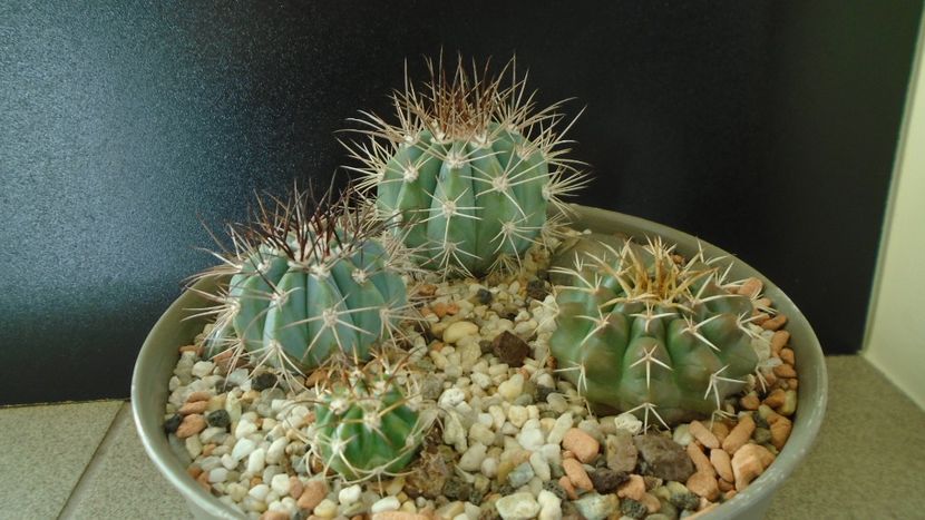Grup de 4 cactusi tropicali: Melocactus & Discocactus - Cactusi 2019 final - catalogare 1