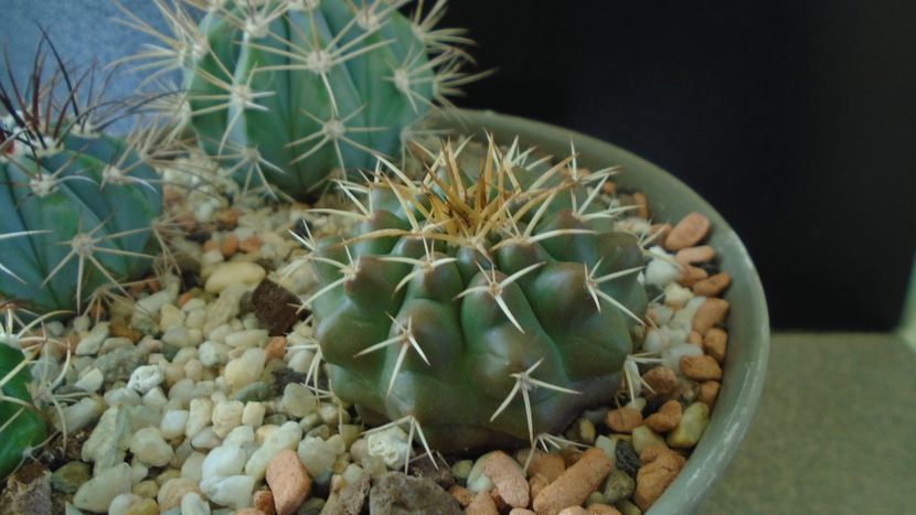 Discocactus hartmannii ssp. magnimammus - Cactusi 2019 final - catalogare 1