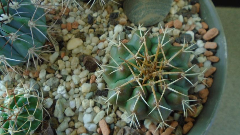 Discocactus hartmannii ssp. magnimammus - Cactusi 2019 final - catalogare 1