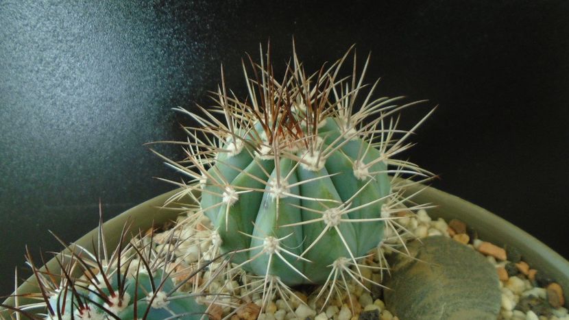 Melocactus azureus - Cactusi 2019 final - catalogare 1