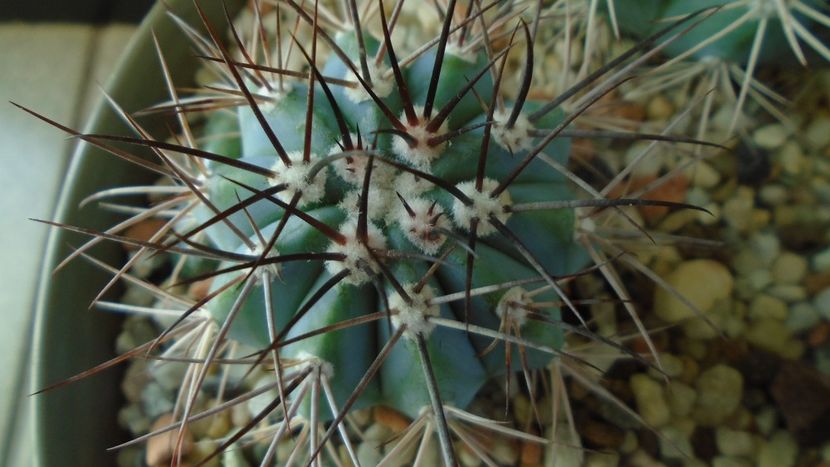 Melocactus azureus - Cactusi 2019 final - catalogare 1