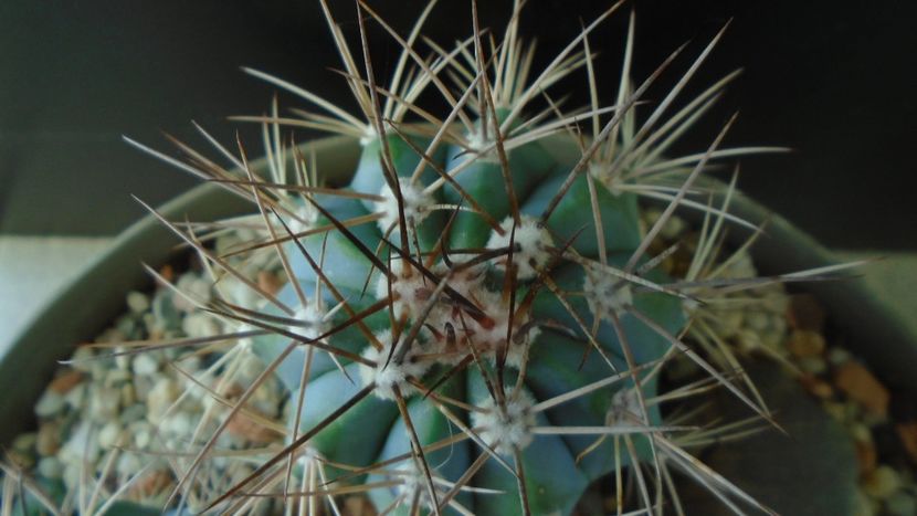 Melocactus azureus - Cactusi 2019 final - catalogare 1