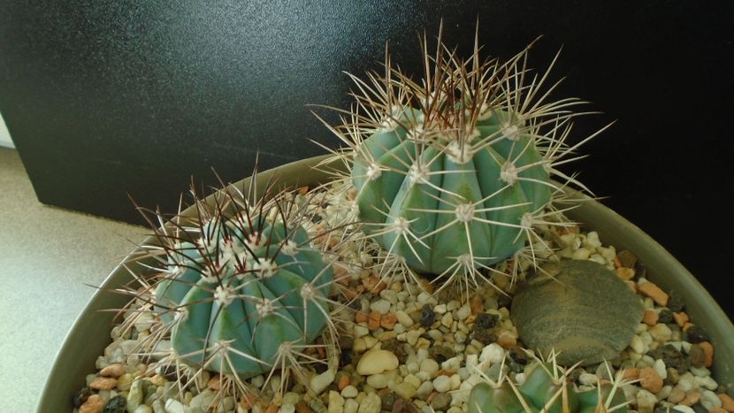 Melocactus azureus (2 ex.) - Cactusi 2019 final - catalogare 1