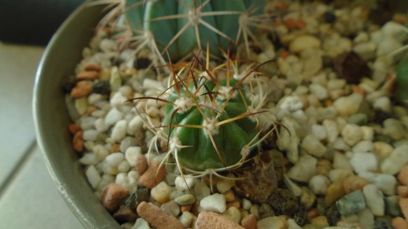 Melocactus zehntneri - Cactusi 2019 final - catalogare 1
