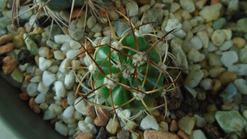 Melocactus zehntneri - Cactusi 2019 final - catalogare 1