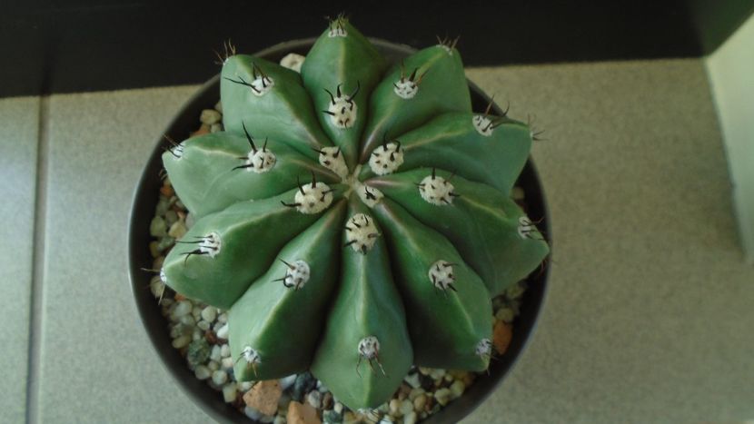 Cactusi tropicali: Melocactus maxonii f. brevispinus - Cactusi 2019 final - catalogare 1