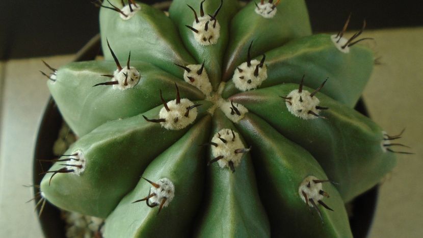Cactusi tropicali: Melocactus maxonii f. brevispinus - Cactusi 2019 final - catalogare 1
