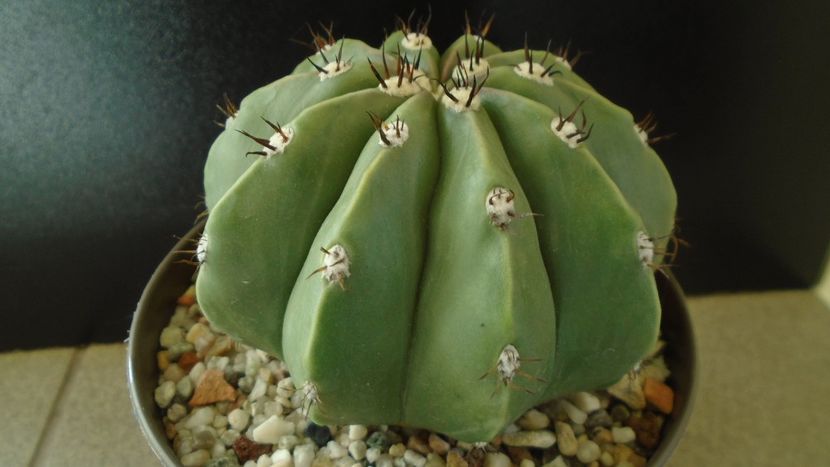 Cactusi tropicali: Melocactus maxonii f. brevispinus - Cactusi 2019 final - catalogare 1