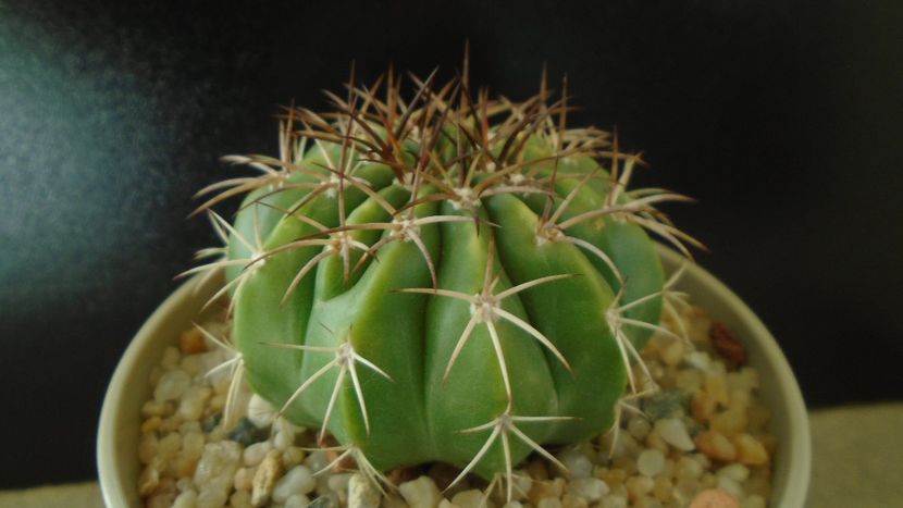 Cactusi tropicali: Melocactus curvispinus ssp. caesius, Maintequia, Venezuela - Cactusi 2019 final - catalogare 1
