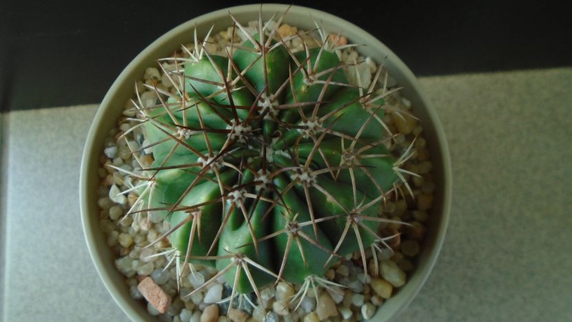 Cactusi tropicali: Melocactus curvispinus ssp. caesius, Maintequia, Venezuela - Cactusi 2019 final - catalogare 1