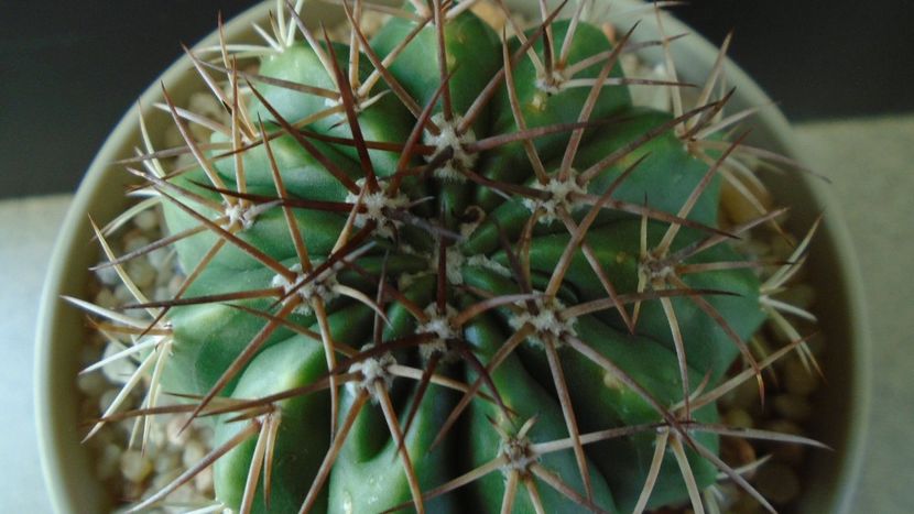 Cactusi tropicali: Melocactus curvispinus ssp. caesius, Maintequia, Venezuela - Cactusi 2019 final - catalogare 1