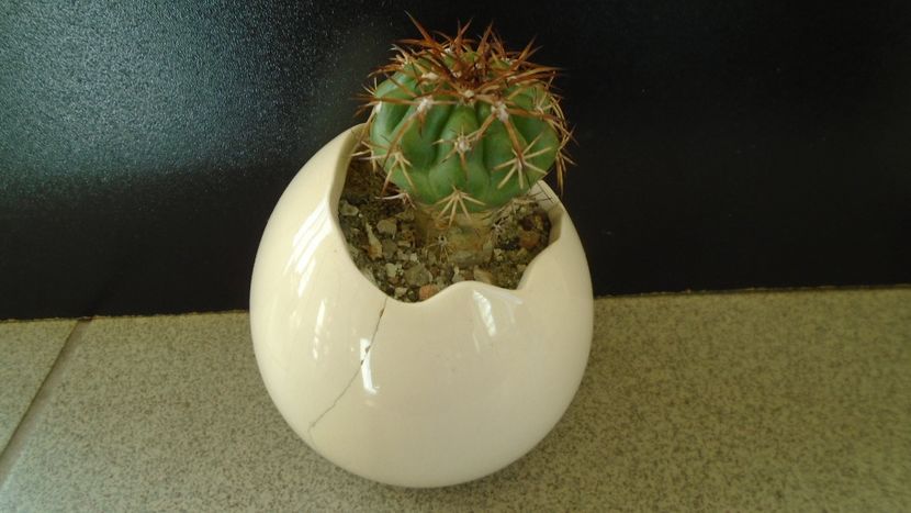Cactusi tropicali: Discocactus pugionacanthus (altoit) - Cactusi 2019 final - catalogare 1