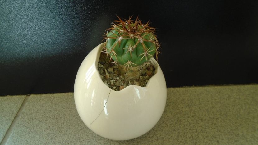 Cactusi tropicali: Discocactus pugionacanthus (altoit) - Cactusi 2019 final - catalogare 1