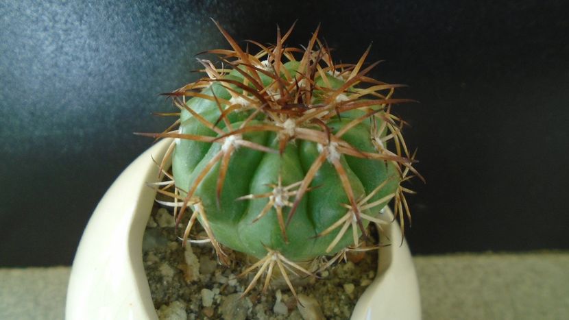 Cactusi tropicali: Discocactus pugionacanthus (altoit) - Cactusi 2019 final - catalogare 1