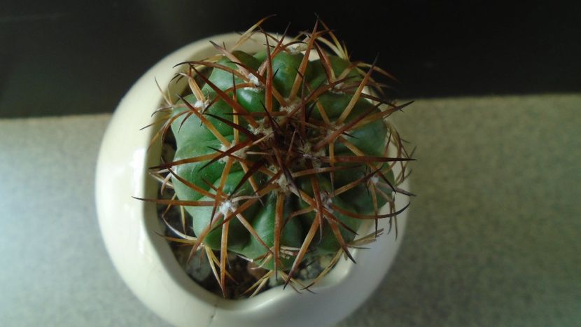 Cactusi tropicali: Discocactus pugionacanthus (altoit) - Cactusi 2019 final - catalogare 1