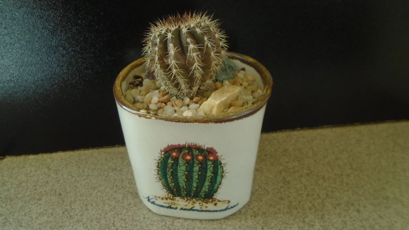 Cactusi tropicali: Uebelmania pectinifera - Cactusi 2019 final - catalogare 1