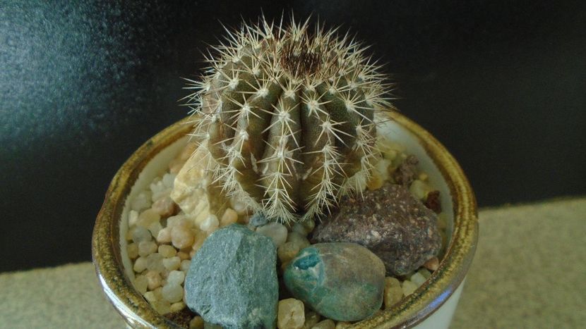 Cactusi tropicali: Uebelmania pectinifera - Cactusi 2019 final - catalogare 1