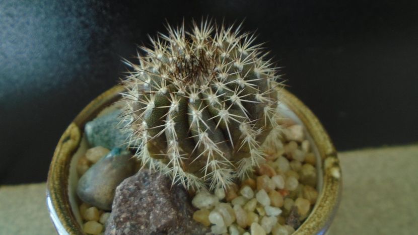 Cactusi tropicali: Uebelmania pectinifera - Cactusi 2019 final - catalogare 1