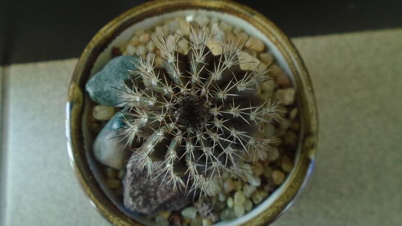Cactusi tropicali: Uebelmania pectinifera - Cactusi 2019 final - catalogare 1