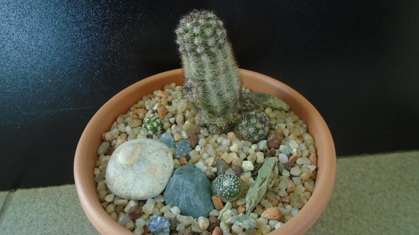 Grup de cactusi - Cactusi 2019 final - catalogare 1