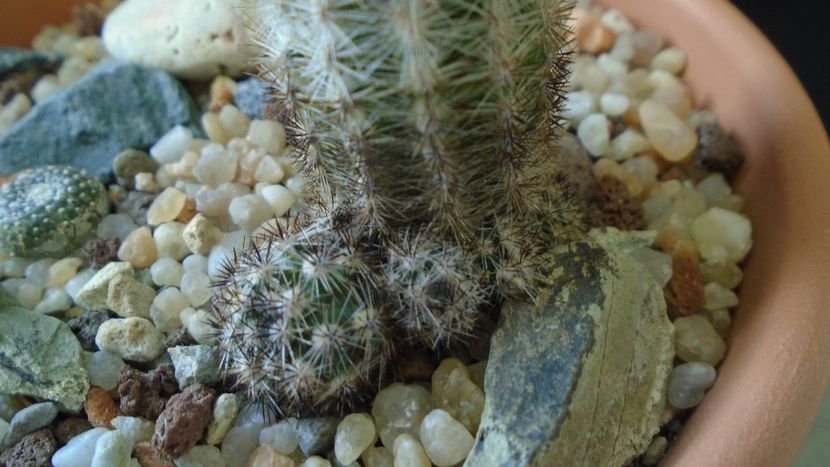 Pygmaeocereus bylesianus - Cactusi 2019 final - catalogare 1