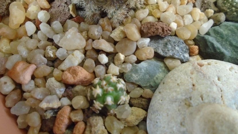 Pygmaeocereus bieblii - Cactusi 2019 final - catalogare 1