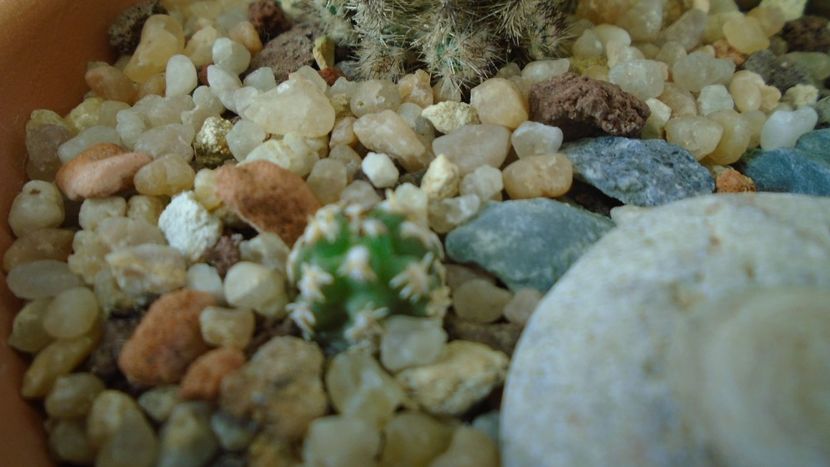 Pygmaeocereus bieblii - Cactusi 2019 final - catalogare 1