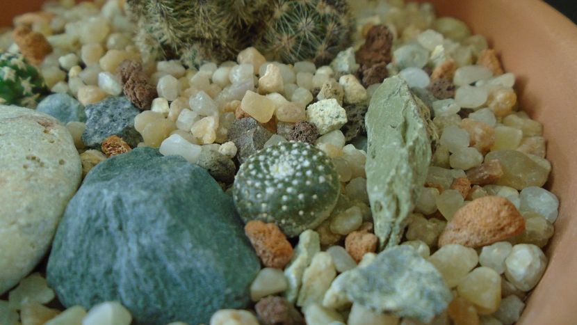 Blossfeldia lilliputana v. atroviridis - Cactusi 2019 final - catalogare 1