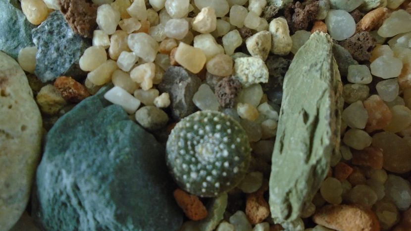 Blossfeldia lilliputana v. atroviridis - Cactusi 2019 final - catalogare 1