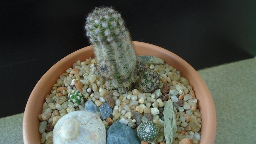 Grup de cactusi - Cactusi 2019 final - catalogare 1