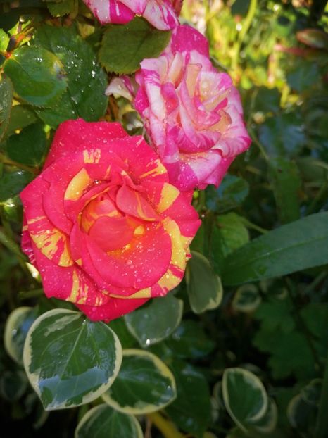  - Trandafiri 2019 II