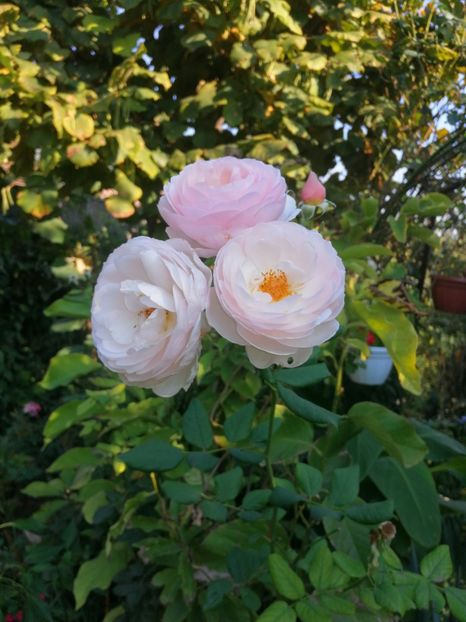  - Trandafiri 2019 II