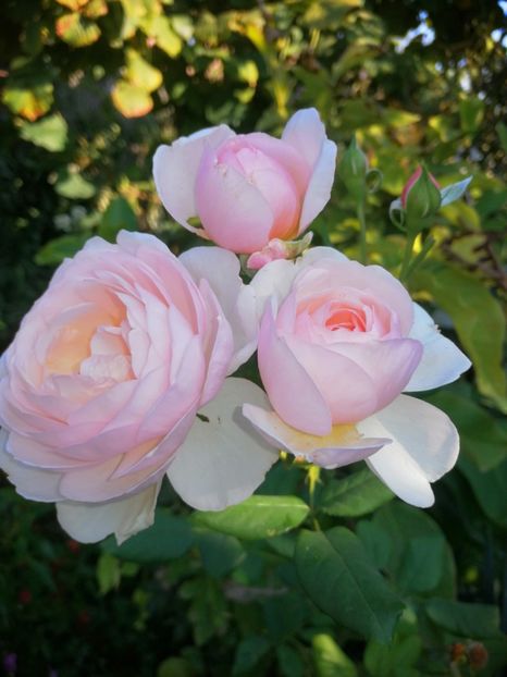  - Trandafiri 2019 II