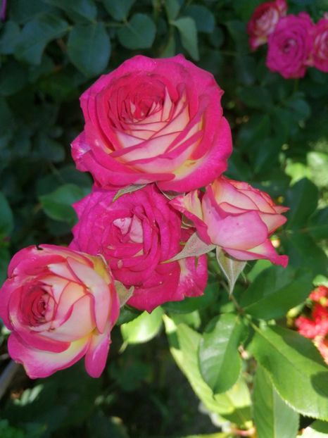  - Trandafiri 2019 II