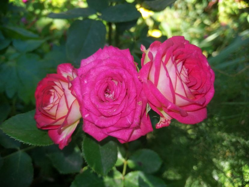  - Trandafiri 2019 II