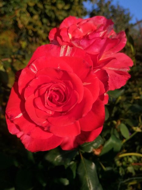  - Trandafiri 2019 II