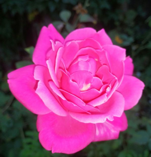  - Trandafiri 2019 II