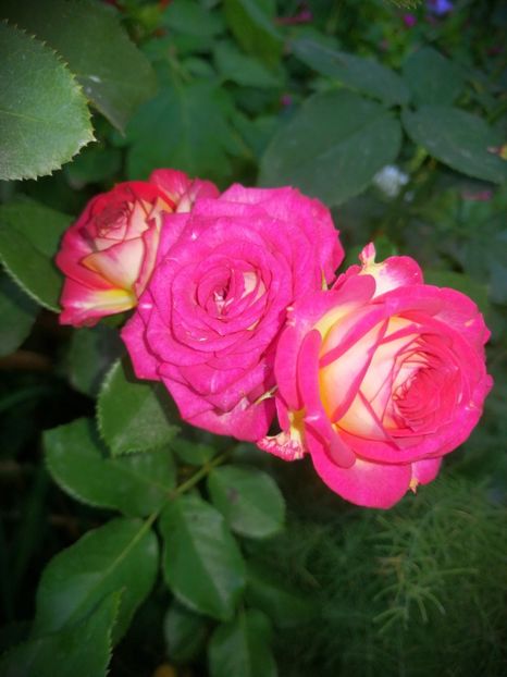  - Trandafiri 2019 II