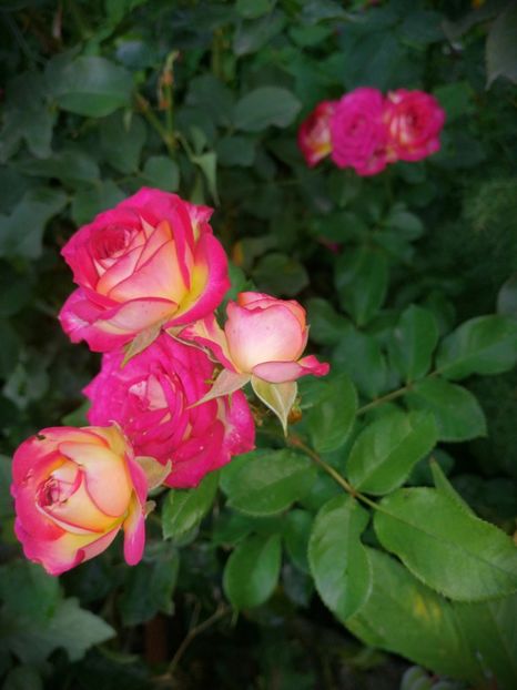  - Trandafiri 2019 II