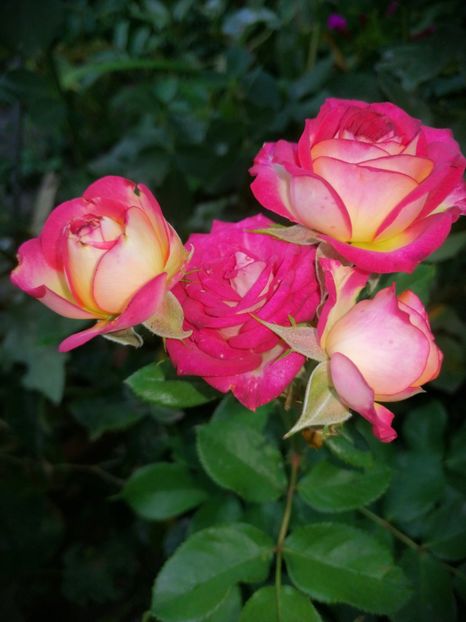  - Trandafiri 2019 II