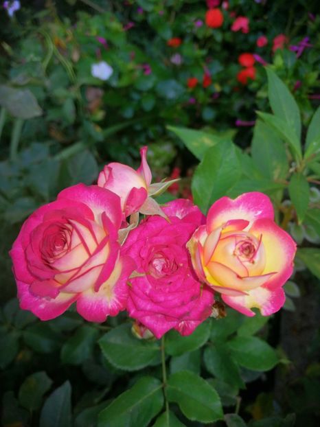  - Trandafiri 2019 II